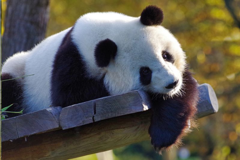 Mengenal Hewan Panda: Asal Usul dan Keunikannya