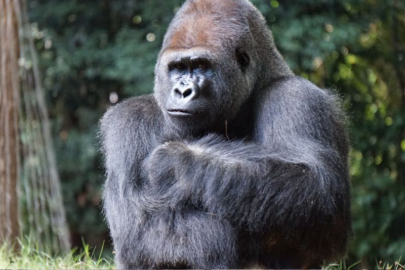7 Fakta Unik Tentang Gorila