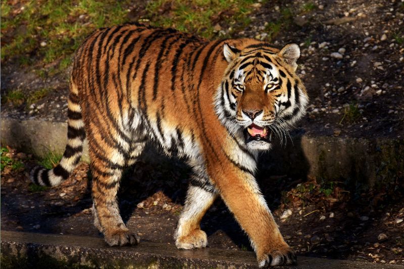 Mengenal Hewan Harimau: Keunikan, Asal Usul, dan Perlindungannya