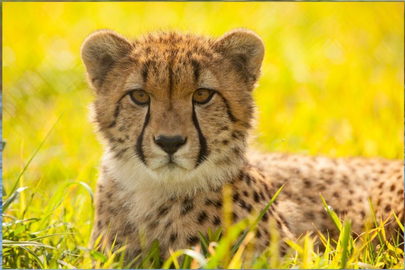 Mengenal Cheetah: Asal Usul dan Keunikannya