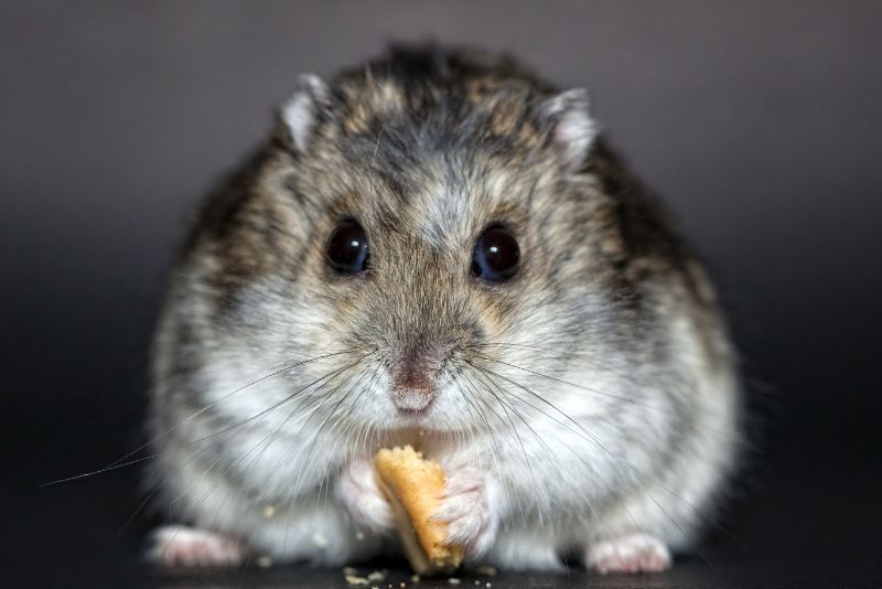 Mengenal Hamster: Asal Usul dan Keunikannya