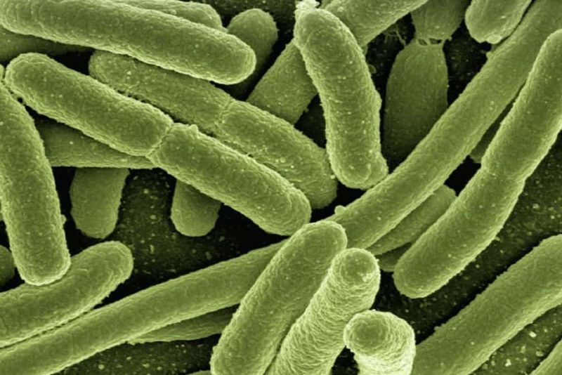 BPOM Temukan Bakteri di Makanan Pencegah Stunting Balita Majene Sulbar
