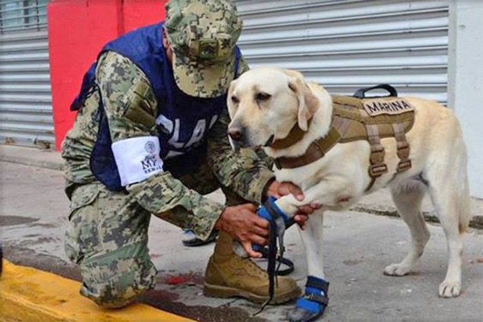 Anjing Penyelamat ini Bekerja Keras Setelah Gempa di Meksiko