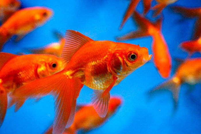 Ikan Mas Menghasilkan Alkohol untuk Bertahan Hidup di Daerah Minim Oksigen