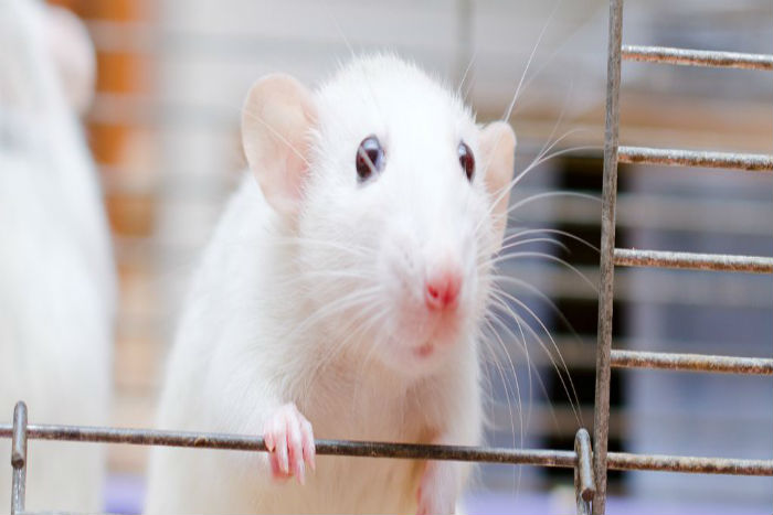 Kita sekarang tahu mengapa beberapa obat diabetes bekerja pada tikus tapi gagal total pada manusia