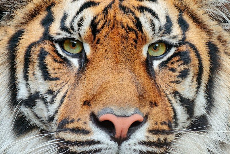 Perbedaan antara Subspesies Harimau Bengal, Siberia dan Sumatra
