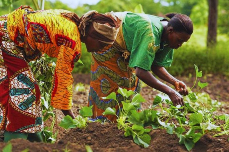Inovasi Teknologi Pertanian di Afrika Sub-Sahara