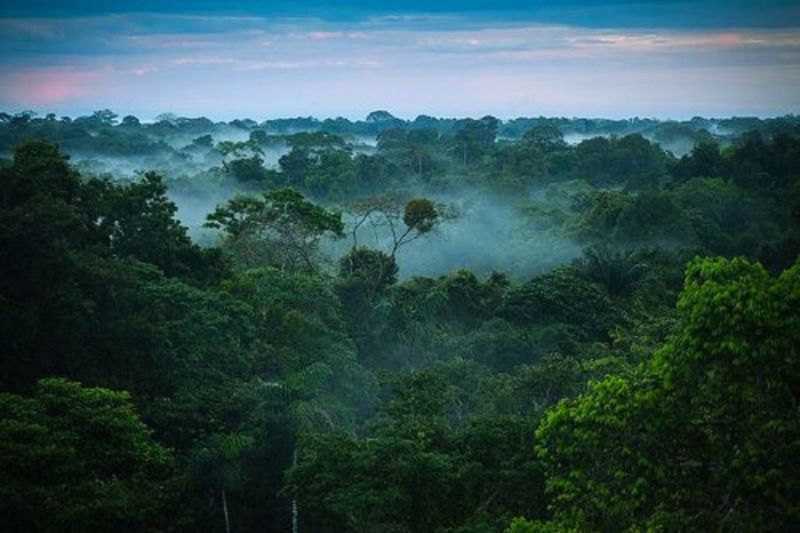 Cloud Forest in Equador