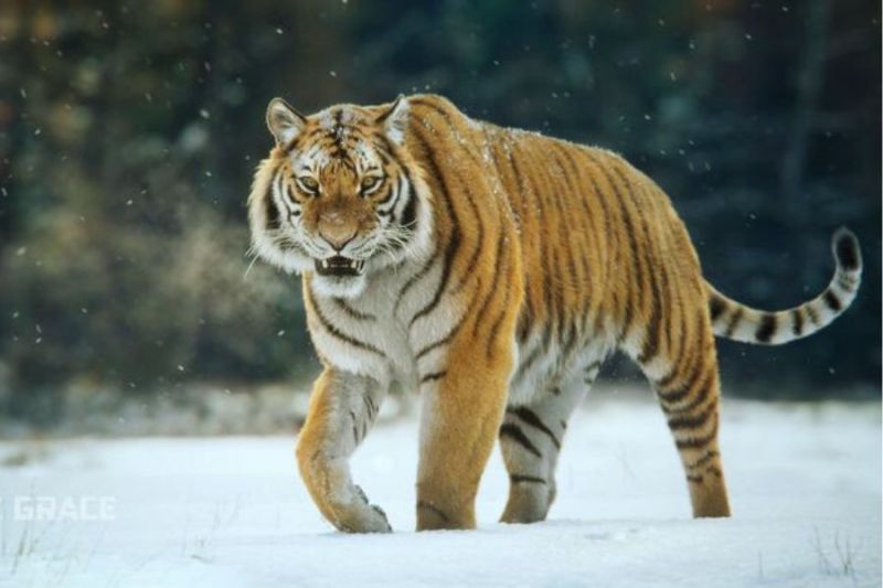 Potret Harimau Siberia yang Hampir Punah