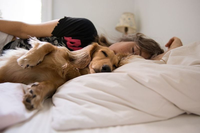Anjing Penolong Terbaik dalam Mengatasi Gangguan Insomnia