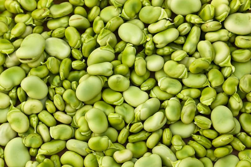 Manfaat Kacang Lima untuk Kesehatan