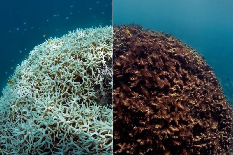 Konsekuensi Kepunahan Terumbu Karang: Ancaman Serius Bagi Lingkungan Laut