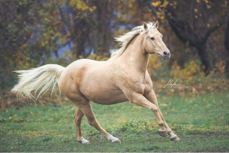 Keistimewaan Kuda: Hewan yang Multifungsi dan Berharga
