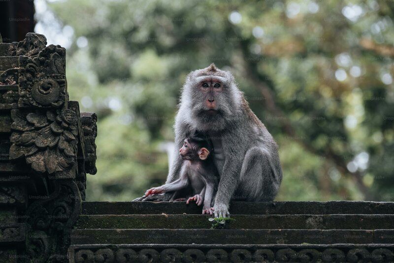 Kota di Thailand Ingin Mengirim 2.500 Monyet ke "Penjara" Setelah Serangan Terhadap Penduduk