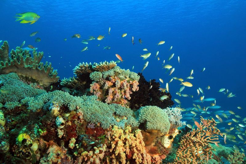 Liburan Spektakuler: Mengungkap Keajaiban Bawah Laut Raja Ampat!