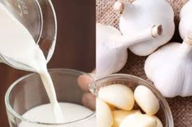 Manfaat Minum Susu Campur Bawang Putih, Penyakit Bisa Langsung Teratasi Tanpa Obat, Tetap Jaga Kesehatan