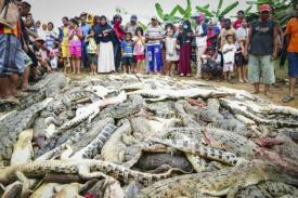 Massa Indonesia Membunuh 300 Buaya yang Mencari Pembalasan Atas Kematian Manusia