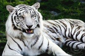 Penjaga Diserang Dua Ekor Anak Harimau Hingga Tewas