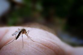Ini 6 Alasan Mengapa Kamu Lebih Sering Diserang Nyamuk