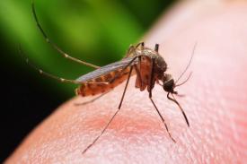 3 Cara Alami Bebaskan Rumah dari Serangan Nyamuk