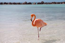 Terjawab! Ternyata Inilah yang Menyebabkan Burung Flamingo Berdiri dengan Satu Kaki