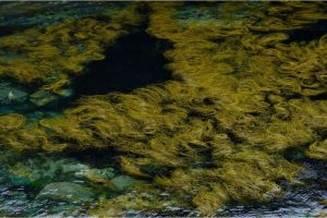Tantangan Utama dalam Budidaya Rumput Laut Secara Komersial