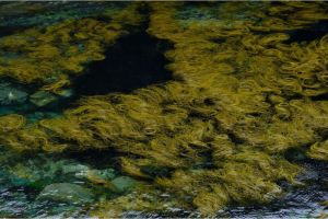 Peran Rumput Laut dalam Menyediakan Nutrisi bagi Kehidupan Laut