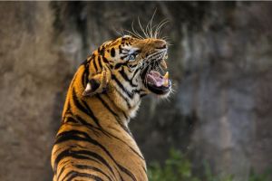 Perkembangan Reproduksi Harimau Peran Jantan dan Betina dalam Membesarkan Anak-anak Mereka