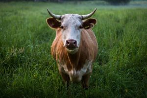 Penyakit Utama pada Sapi Pencegahan dan Pengobatannya