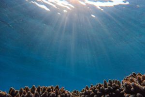 Coral Gardening Maksud dan Cara Membantu Terumbu Karang