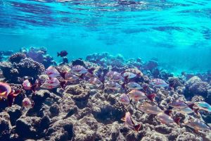 Reproduksi Terumbu Karang Proses Vital untuk Keberlangsungan Ekosistem Laut