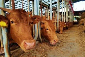 Perubahan Etika Pemeliharaan Sapi dan Implikasinya bagi Industri Pertanian Modern