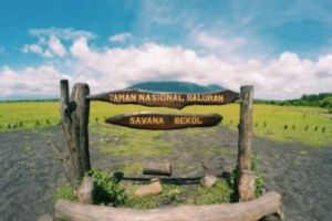 Menjelajahi Alam Liar Taman Nasional Balu Safari Wisata di Savana Timur Indonesia