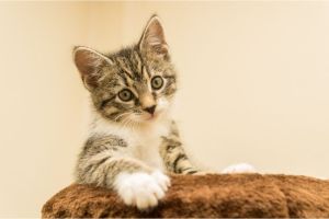 5 Penyebab Kucing Merasa Terancam yang Perlu Anda Ketahui