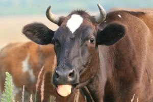 Peran Sapi dalam Pertanian Berkelanjutan