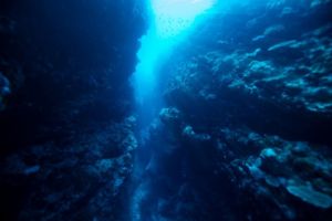 Beragamnya Jenis-Jenis Terumbu Karang di Bawah Laut