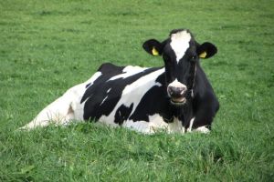 Memastikan Kesejahteraan Hewan yang Optimal dalam Sistem Peternakan Sapi Ternak