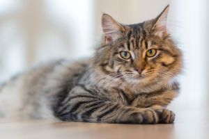 Mengapa Kucing Suka Bermain dengan Tikus Mainan