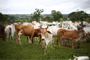 Perbedaan Sapi Ras dan Sapi Hibrida Mengenal Karakteristik dan Kelebihannya