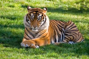 Cara Harimau Beradaptasi dengan Lingkungan di Habitat Mereka
