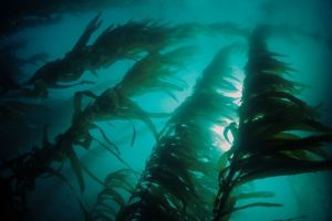 Peran Rumput Laut dalam Menyediakan Habitat bagi Spesies Lain