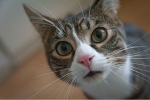 Mengapa Kucing Menjadi Hewan Peliharaan yang Menarik?