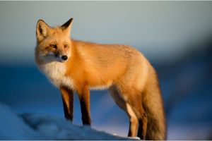 Adaptasi Rubah Keunikan Di Berbagai Habitat