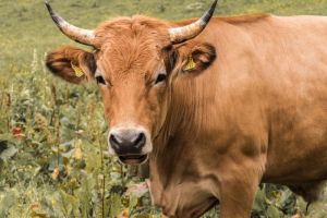 Perkembangan Sapi Dari Zaman Prasejarah Hingga Menjadi Hewan Ternak Modern