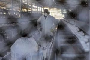 Australia Merilis Kasus Pertama Flu Burung H5N1 pada Manusia