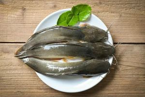 Manfaat Ikan Lele untuk Kesehatan