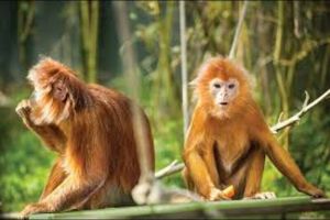 Lutung Eboni: Primata Anggun Dari Jawa