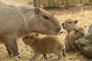 Inilah! Capybara, Hewan yang Paling Ramah di Dunia