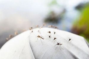 Bahan Alami Pengusir Nyamuk