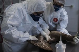 Australia Laporkan Kasus Infeksi Flu Burung Pertama pada Manusia